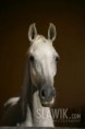 /album/fotogaleria/portret-lunusky-jpg/